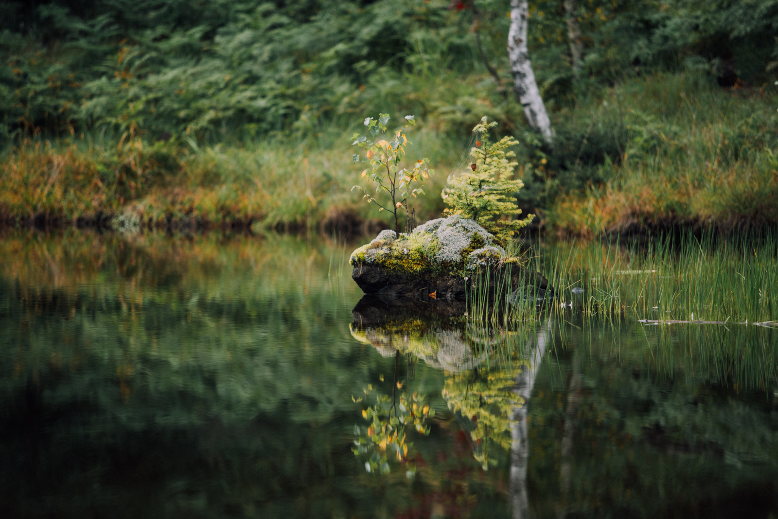 Ichinose / Maime Pond – Photography